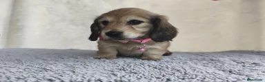 Miniature Dachshund Puppy 5