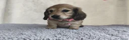 Miniature Dachshund dogs for sale:  Long haired mini dachshunds ready to leave  - Advert 11