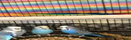 Budgerigars birds for sale: Mixed Budgies’s for sale - Advert 8
