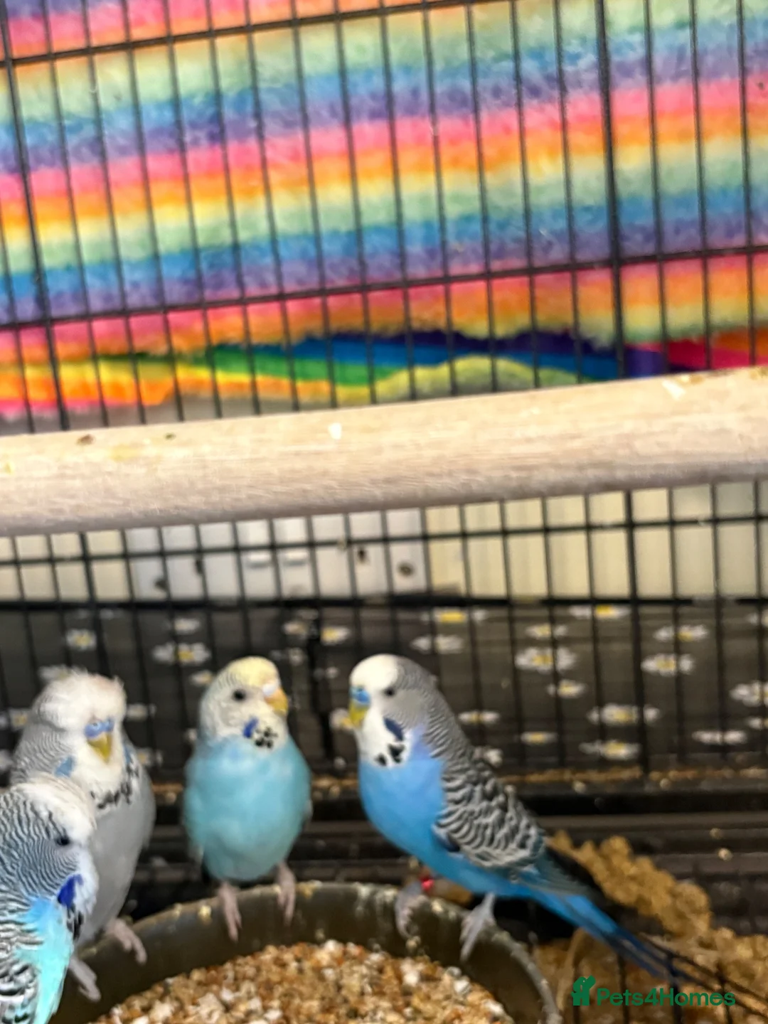 Budgerigars birds for sale: Mixed Budgies’s for sale - Advert 8