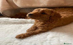 Miniature Poodle dogs for sale: 1 reserved 2 remaining ready 15th October  - Image 7