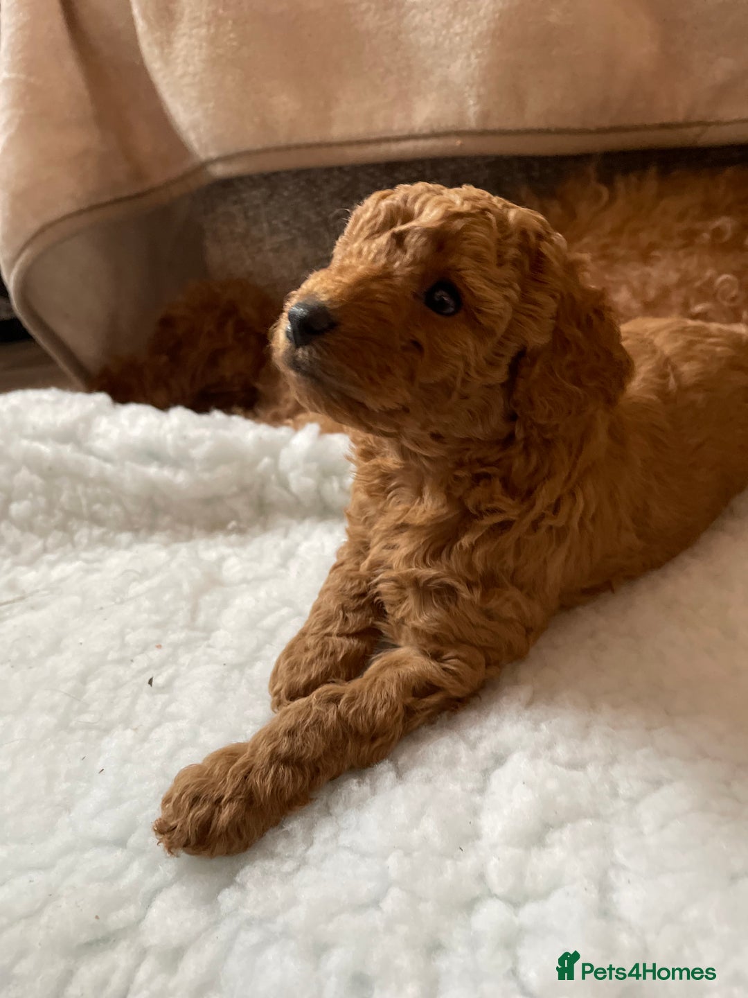 Miniature Poodle dogs for sale: 1 reserved 2 remaining ready 15th October  - Image 7
