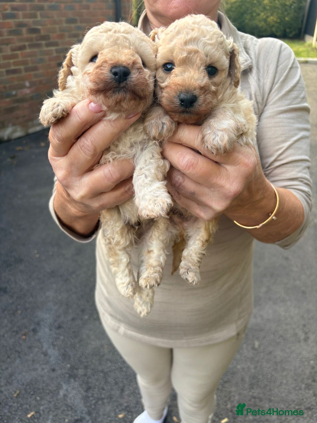 Toy Poodle dogs for sale: Toy Poodle Pups with Lovely Temperaments - Image 23
