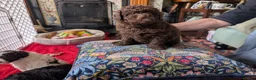 Pomapoo dogs for sale: 4 delightful pomapoo puppies for sale in London - Advert 8