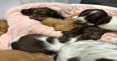 Cocker Spaniel dogs - Advert 5