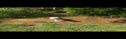English Springer Spaniel dogs for sale: Springer Spaniel  - Advert 6