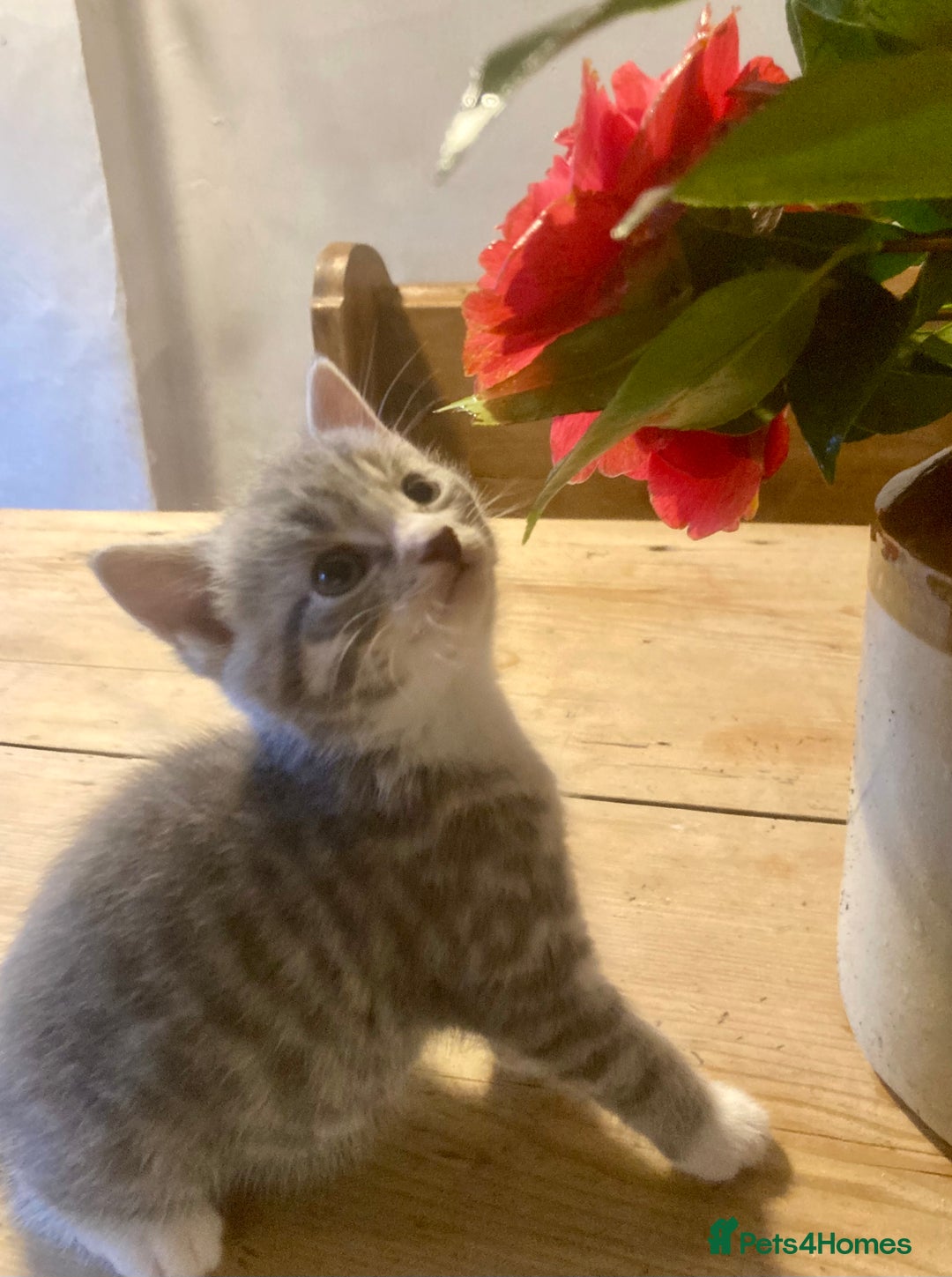 Ragdoll cats for sale: GORGEOUS Ragdoll X kittens  - Advert 5