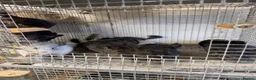 Chinchilla rodents for sale: Male chinchillas ready now. - Advert 2