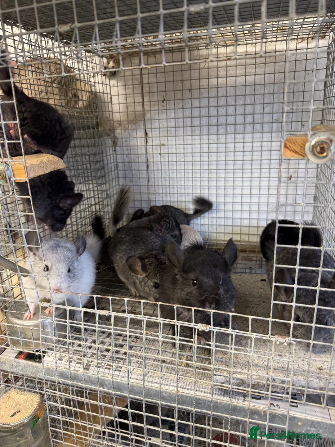 Chinchilla rodents for sale: Male chinchillas ready now. - Advert 2
