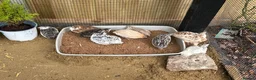Quail poultry for sale: 11 coturnix quails 10 girls 1 boys.  - Advert 1