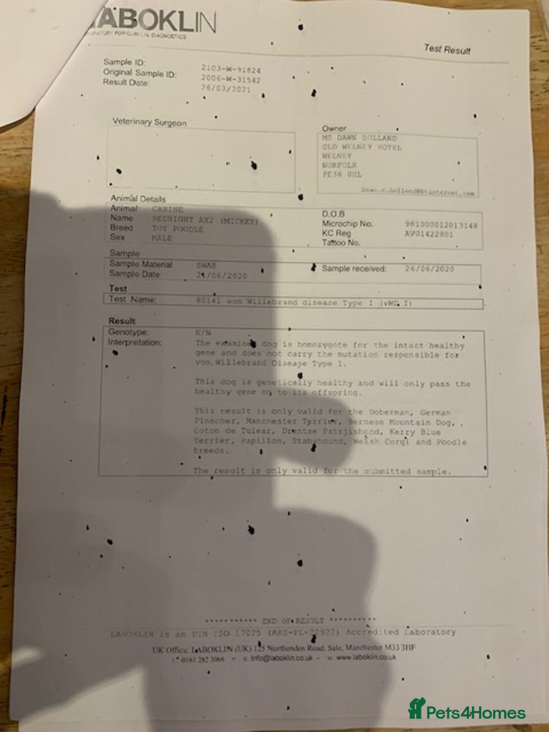 Cockapoo dogs for sale: beautifull fib cockerpoos  - Advert 9