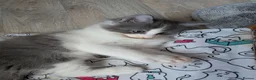 Ragcoon cats for sale: Bouncing beauties ready to go  - Advert 30