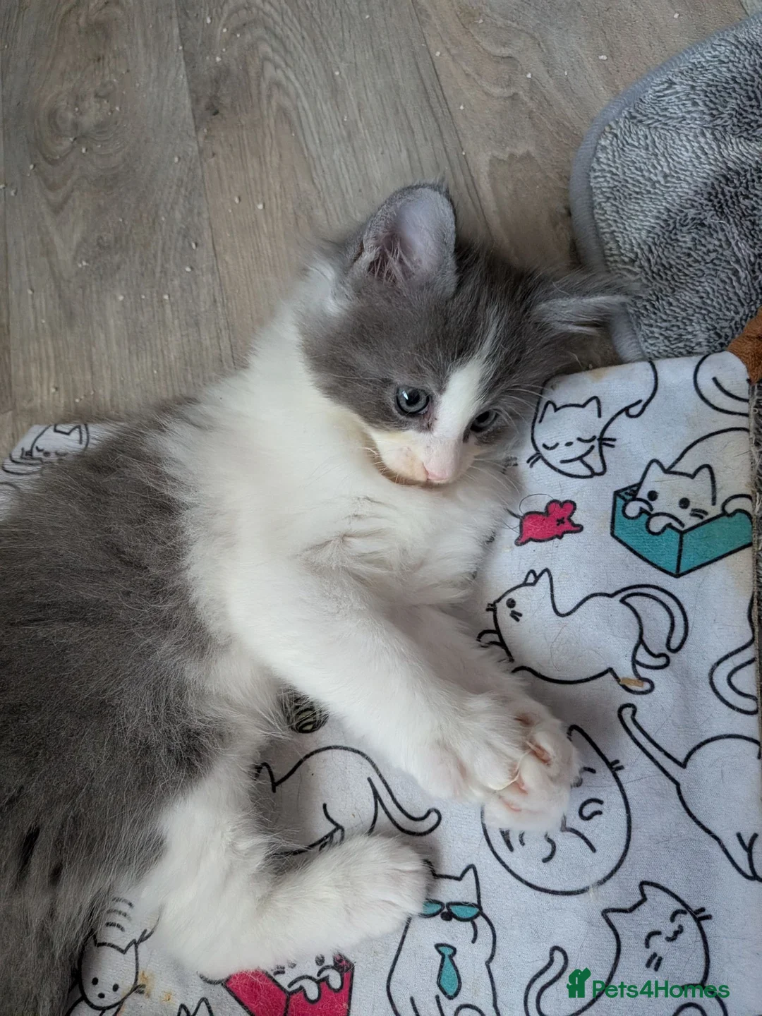 Ragcoon cats for sale: Bouncing beauties ready to go  - Advert 30