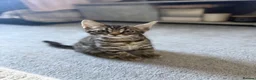 Mixed Breed cats for sale: Beauty Bengal Cross Kittens Looking for Their home - Advert 8