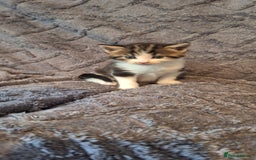 Maine Coon cats for sale: Maincoon cross playful kitten's  - Image 3
