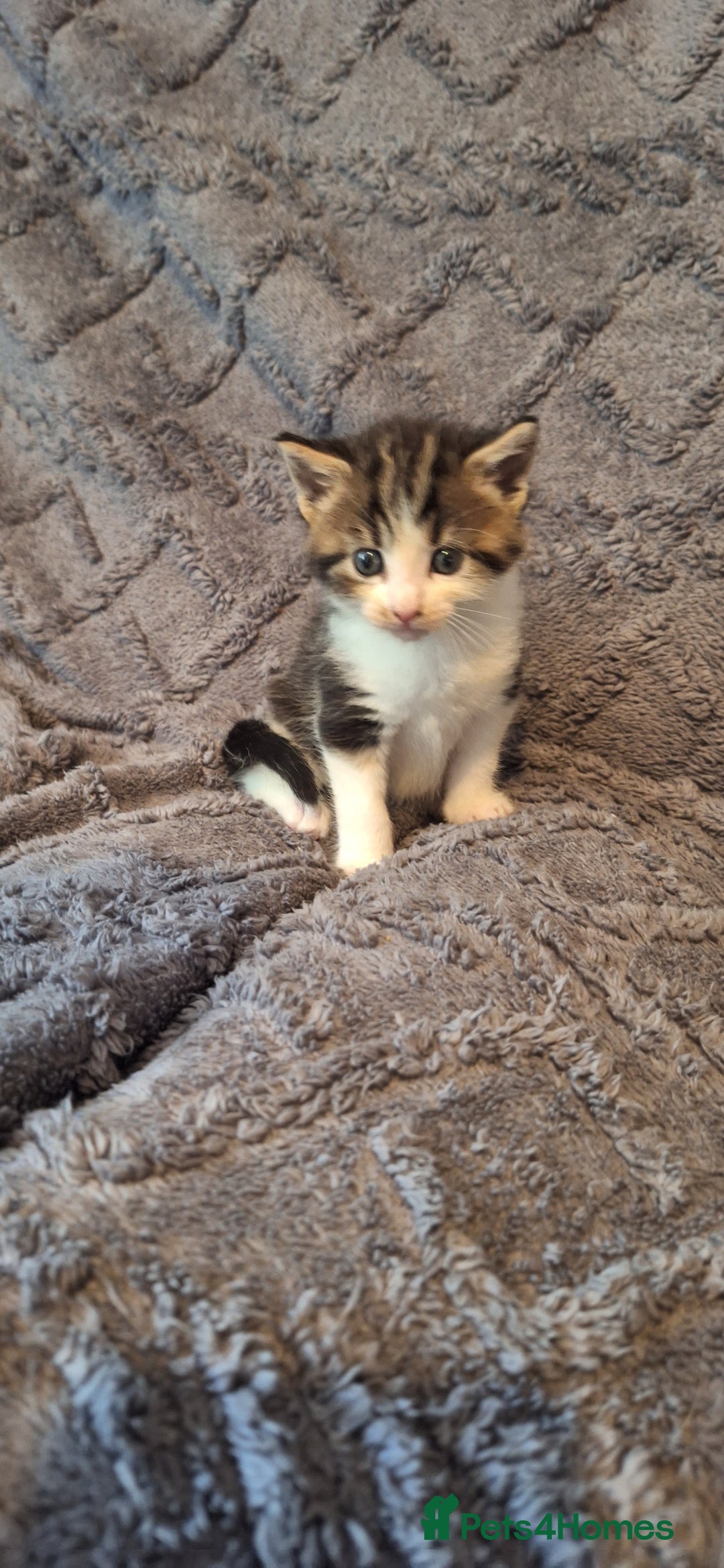 Maine Coon cats for sale: Maincoon cross playful kitten's  - Image 3
