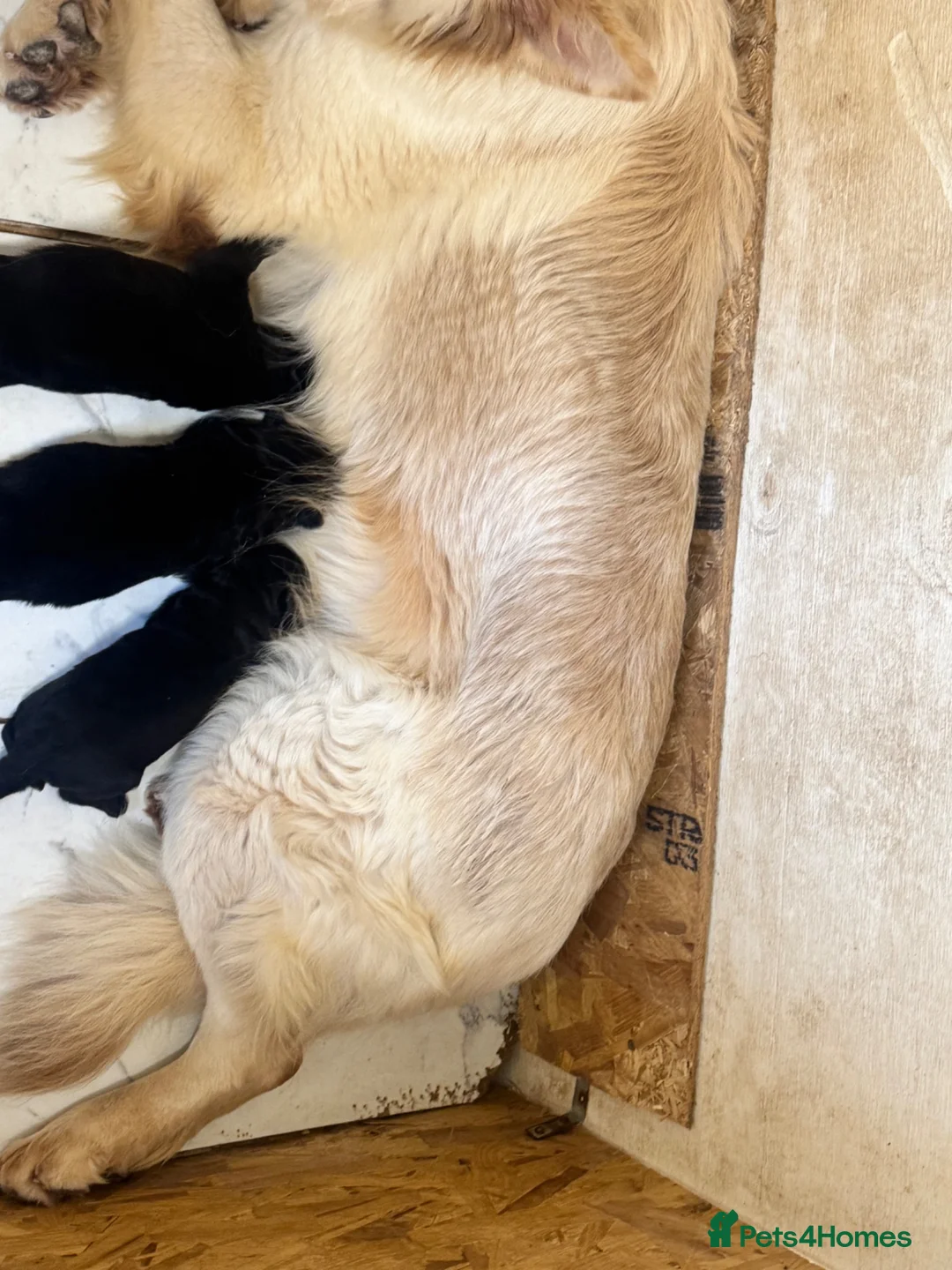 German Shepherd dogs for sale: STUNNING GERMAN SHEPHERD PUPPIES !!!!!!!! in Ilford - Advert 16