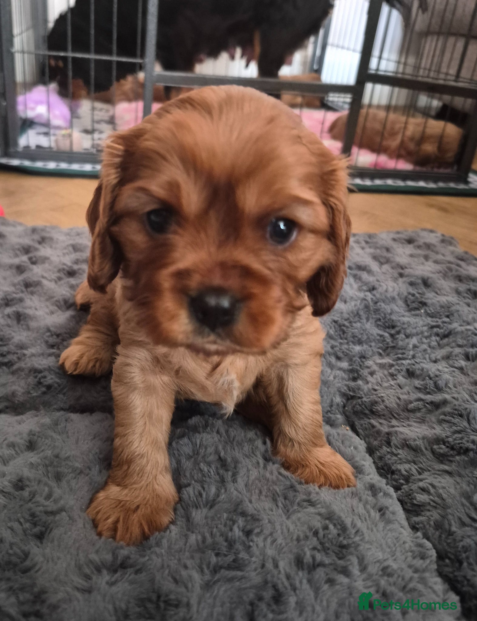 Cavalier King Charles Spaniel dogs KC REG. CAVALIER KING CHARLES PUPPIES  - Advert 3