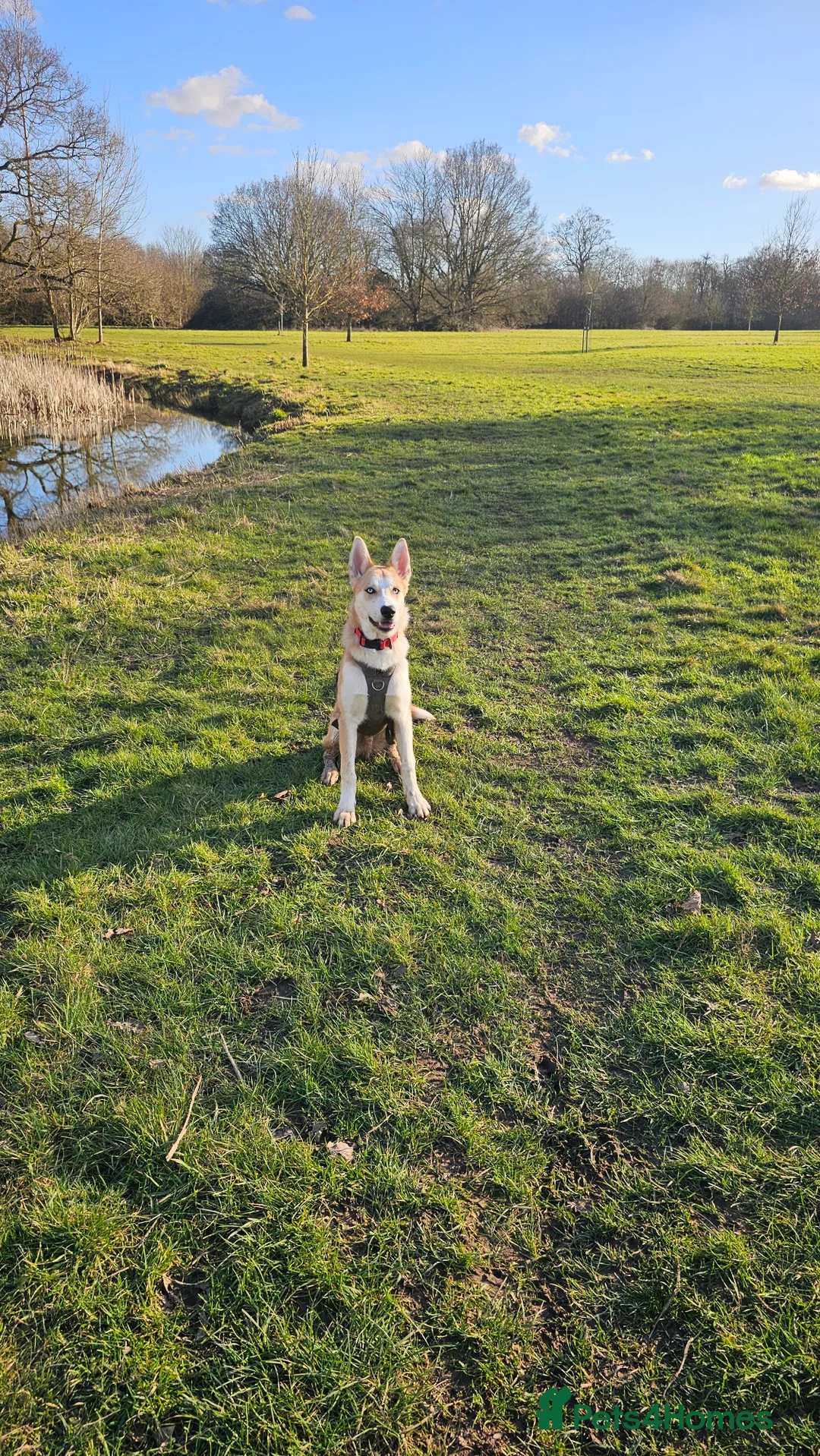 Mixed Breed dogs for sale: 18month ginger husky/collie boy - Advert 16