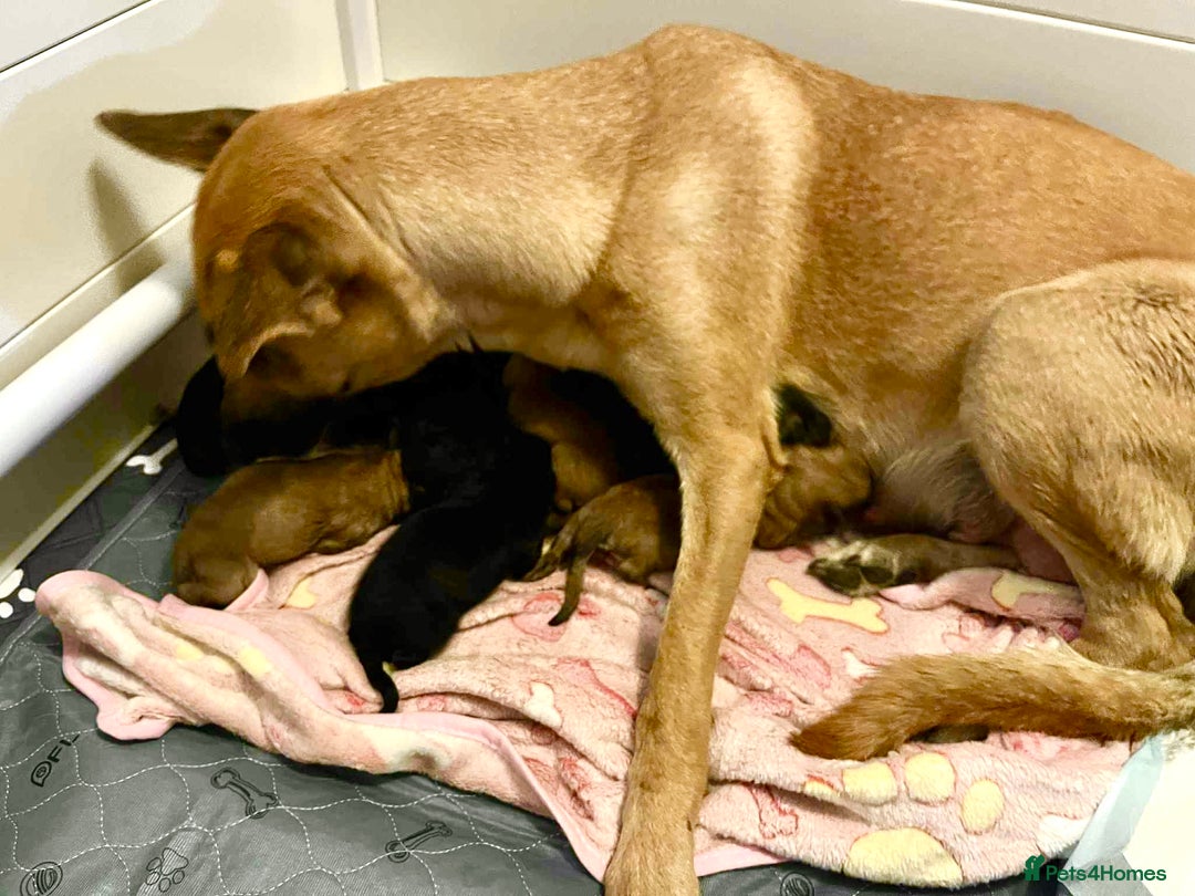 German Shepherd dogs for sale: 11 Beautiful German Shepherd Puppies 😍 - Image 4