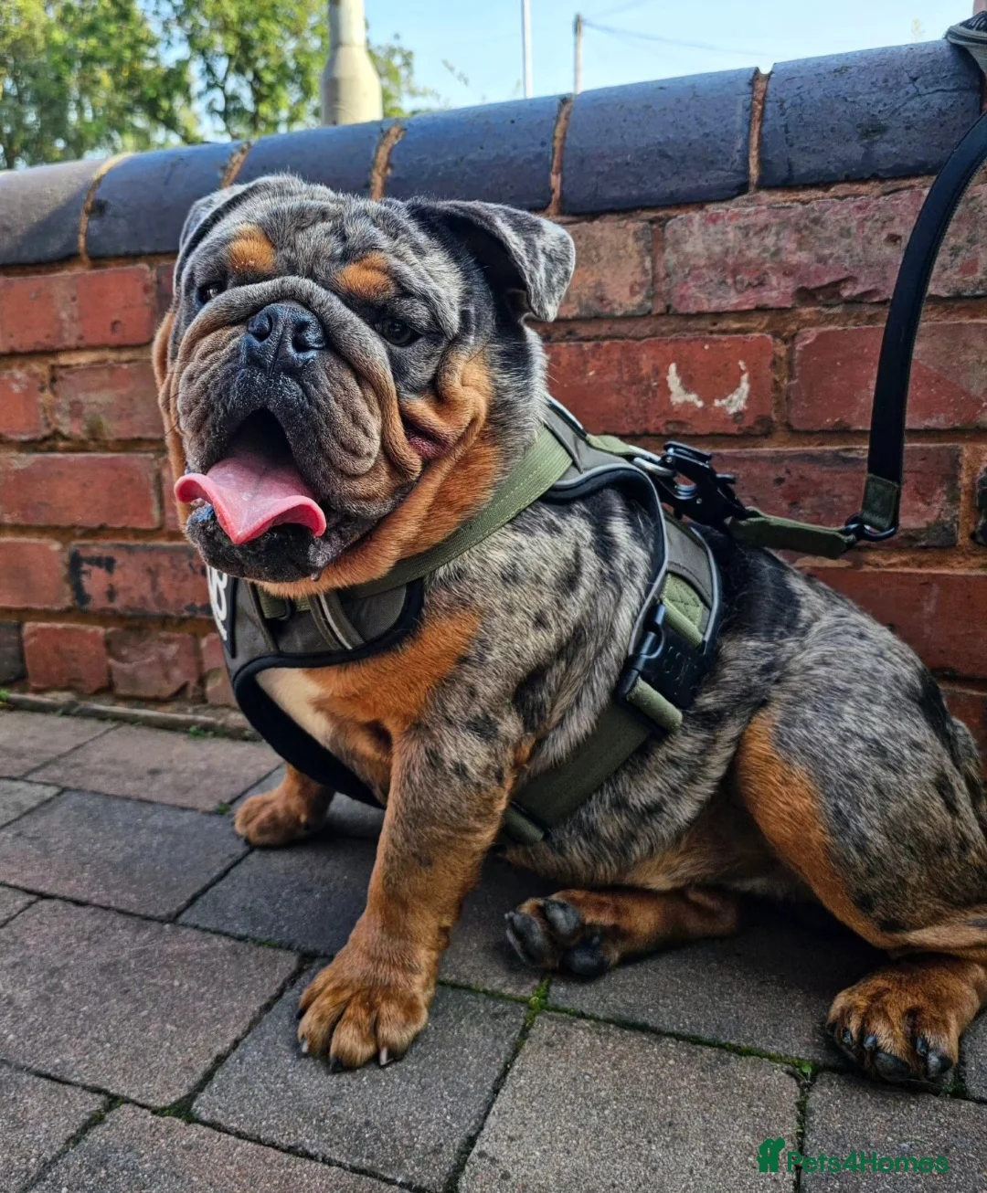 English Bulldog dogs for stud: **RogueRoyales Stud Famous** Health Tested Clear  in Wolverhampton - Advert 2
