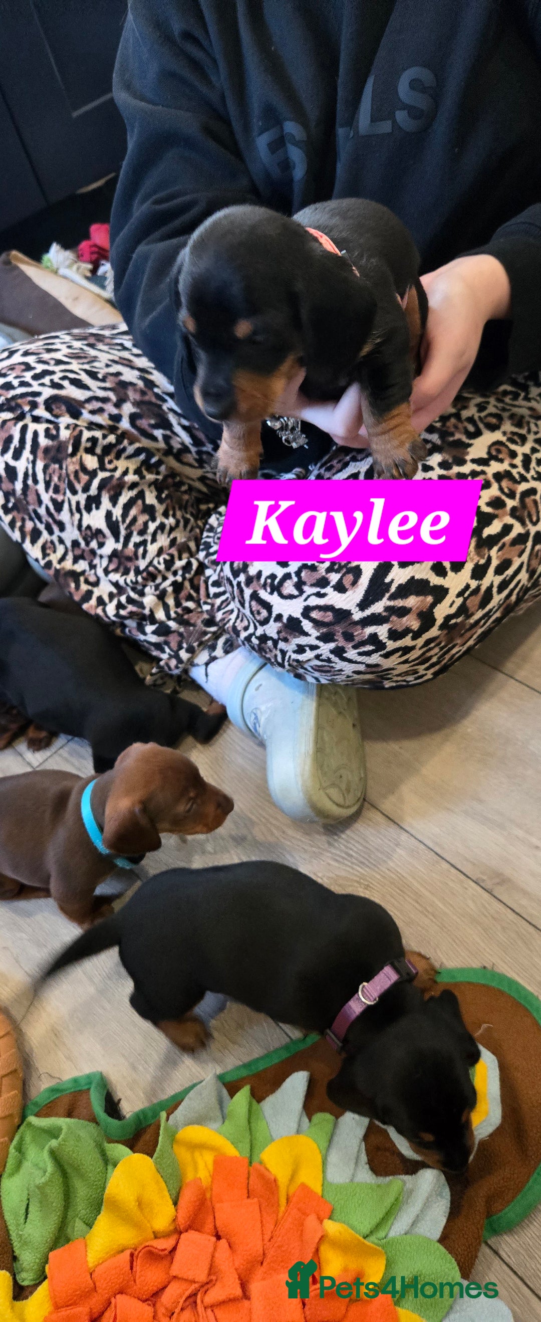 Dachshund dogs for sale: Beautiful Daxis - Advert 17