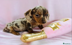 Miniature Dachshund dogs for sale: True miniature’s dapples & chocolate 🤎 - Image 9