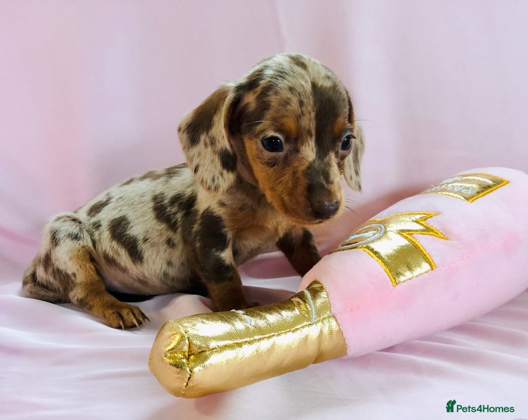 Miniature Dachshund dogs for sale: True miniature’s dapples & chocolate 🤎 - Image 9