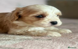 Cavapoo dogs for sale: Stunning Cavapoo puppies from family home  - Advert 15