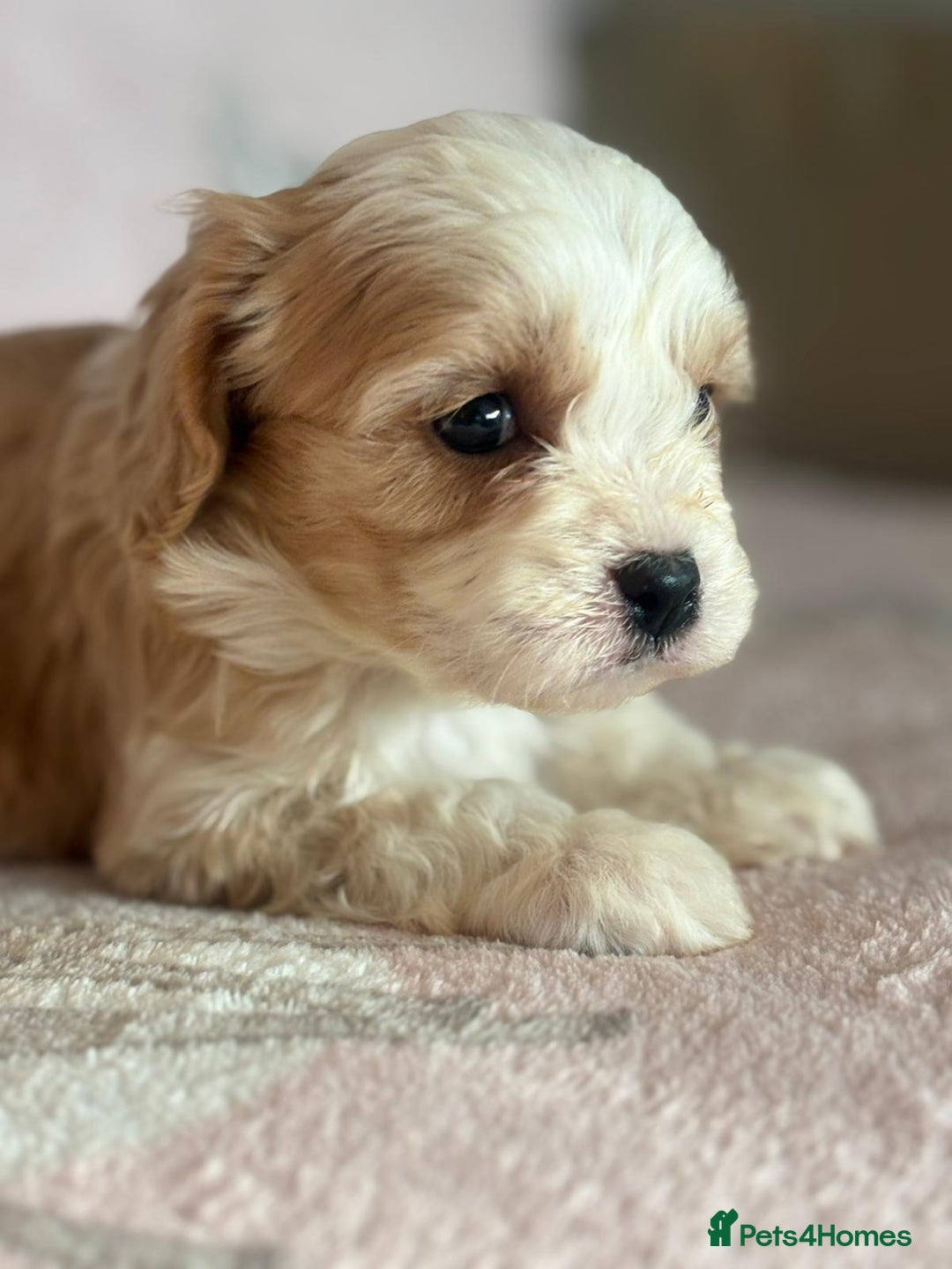 Cavapoo dogs for sale: Stunning Cavapoo puppies from family home  - Advert 15
