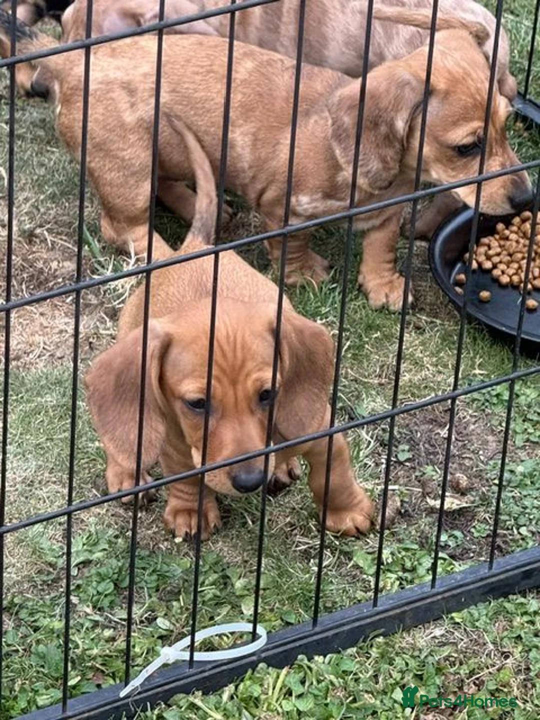 Dachshund dogs for sale: Dachshund Puppies for Sale - Advert 2