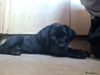 Cane Corso dogs READY TO LEAVE! OUTSTANDING CANE CORSO PUPPIES! - Advert 9