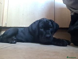 Cane Corso dogs READY TO LEAVE! OUTSTANDING CANE CORSO PUPPIES! - Advert 5