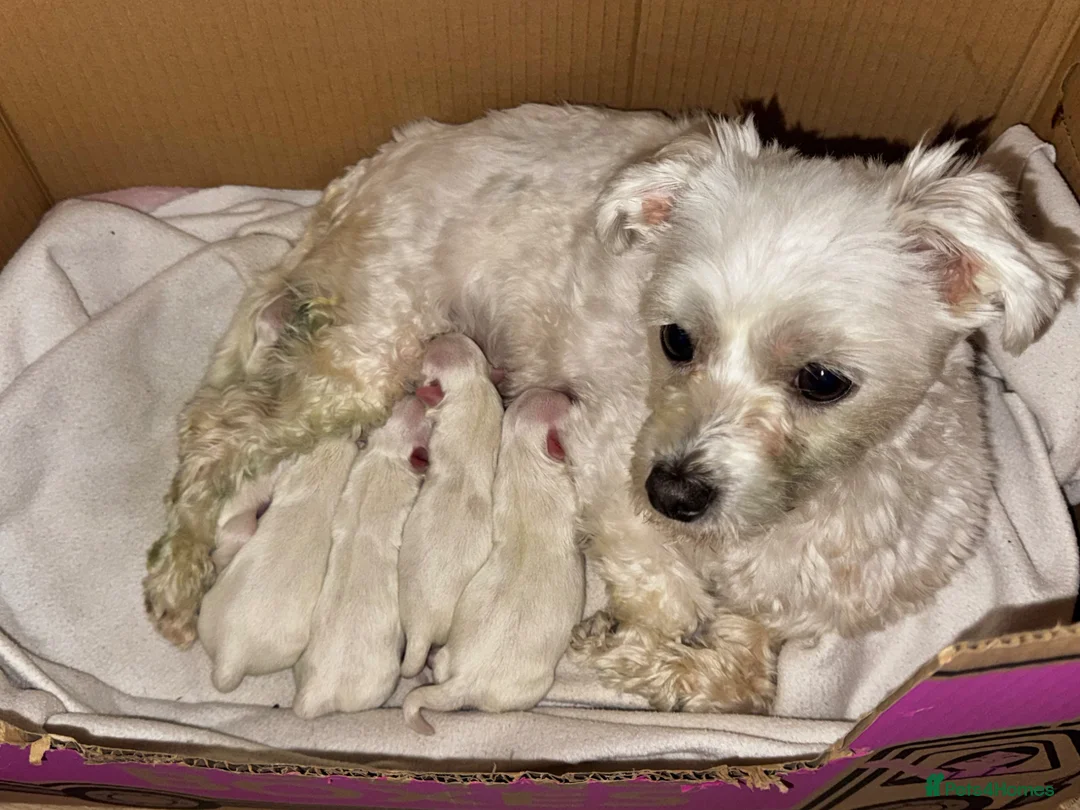 Maltese dogs for sale: Maltese Puppies - Advert 1