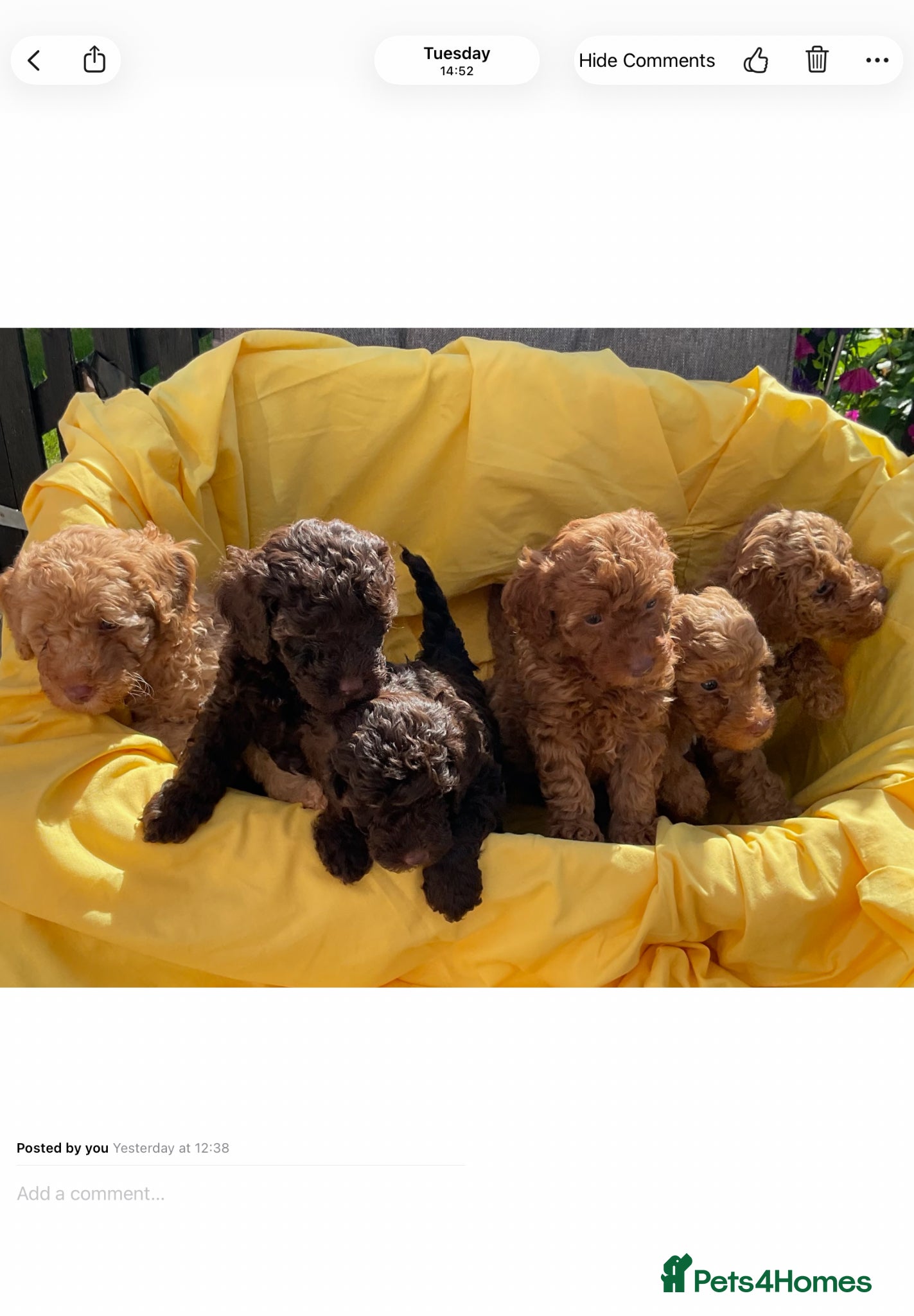 Toy Poodle dogs Stunning Toy Poodle Puppies - Advert 1