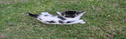Mixed Breed cats for sale: Georgous Kittens Looking For A New Home - Advert 10
