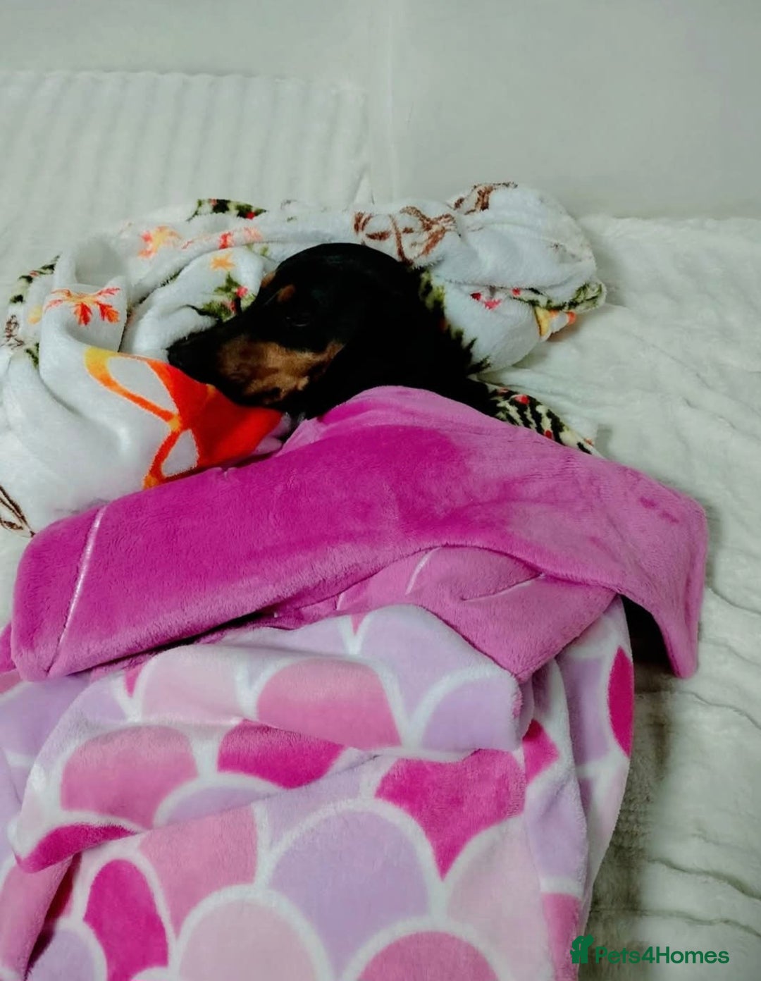 Miniature Dachshund dogs for sale: Beautiful girl dachshund - Image 5