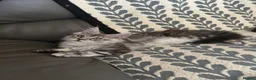 Maine Coon cats for sale: Beautiful Maine Coon Girl - Advert 14