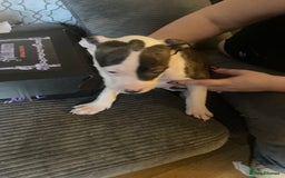 American Bulldog dogs for sale: american bulldog puppies - Image 6