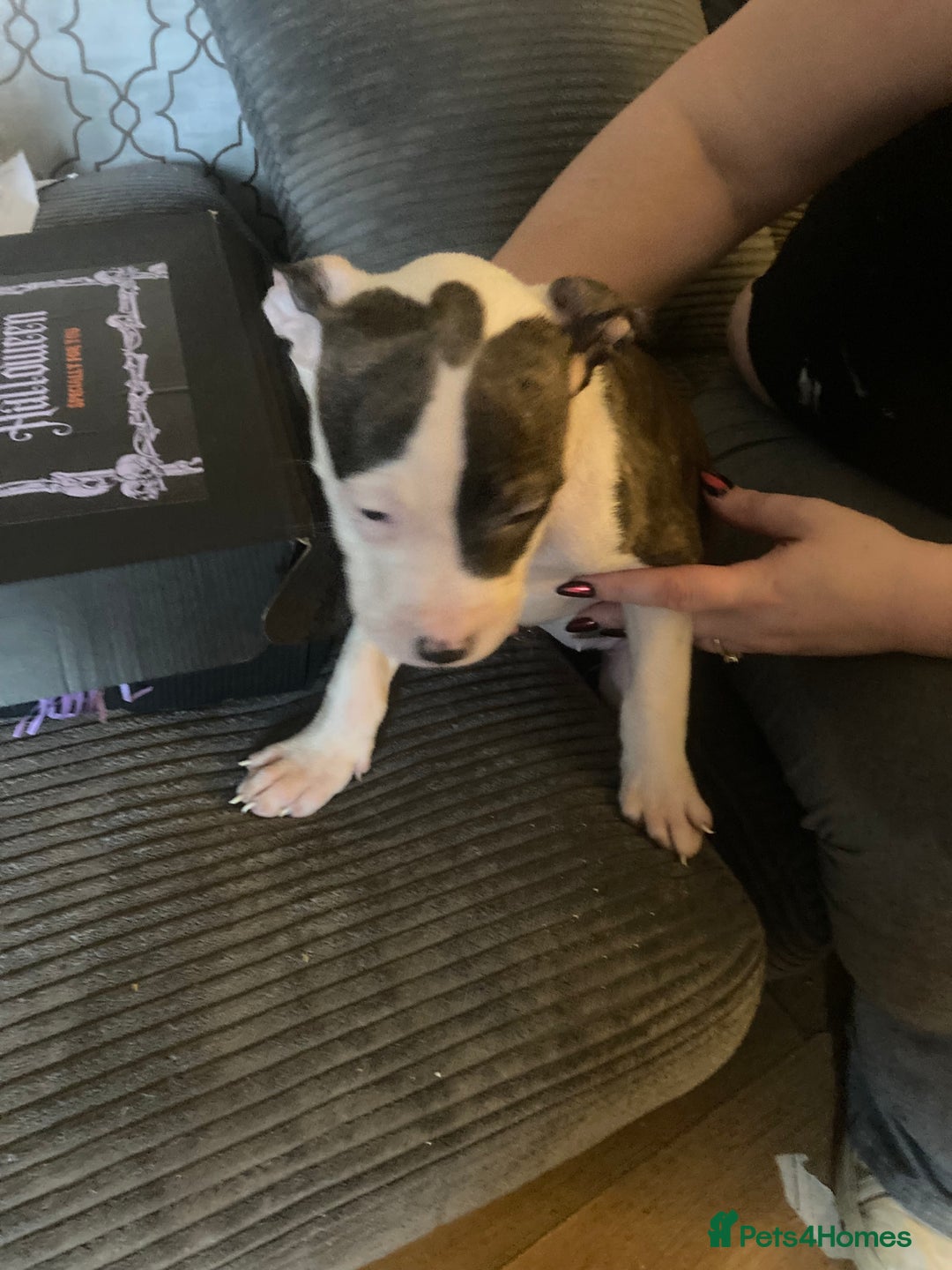 American Bulldog dogs for sale: american bulldog puppies - Image 6