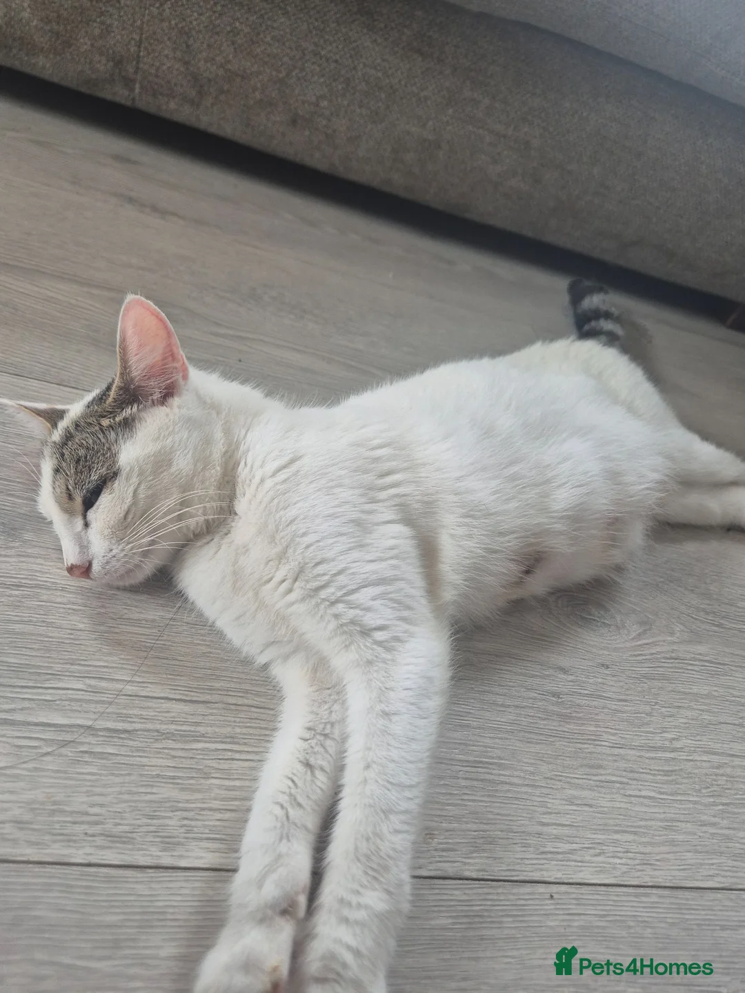 Domestic Shorthair cats for sale: Gorgeous kittens in Norwich - Advert 10