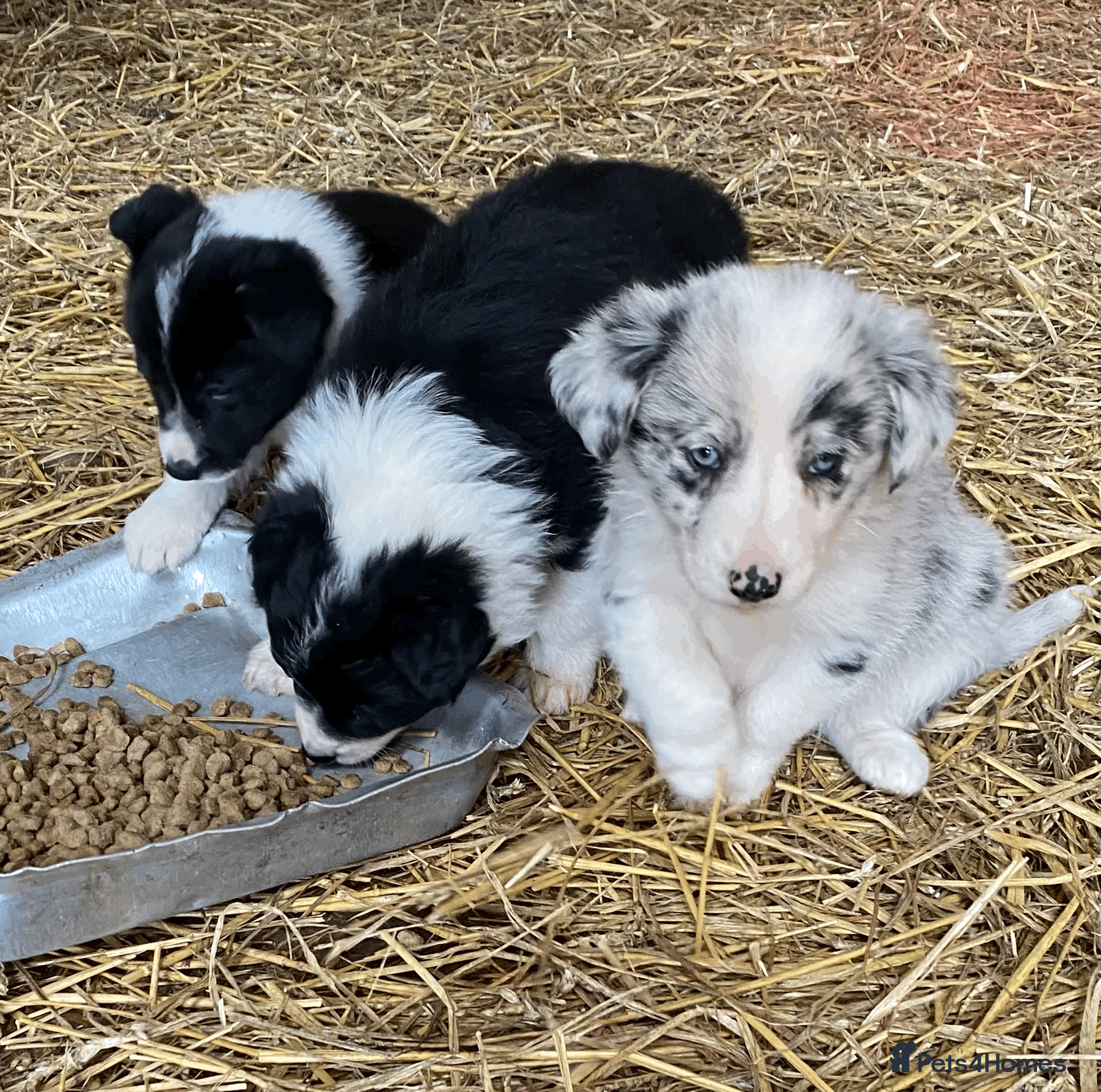 Border Collie dogs Collie pups - Advert 1