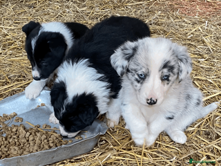 Border Collie dogs Collie pups - Advert 1