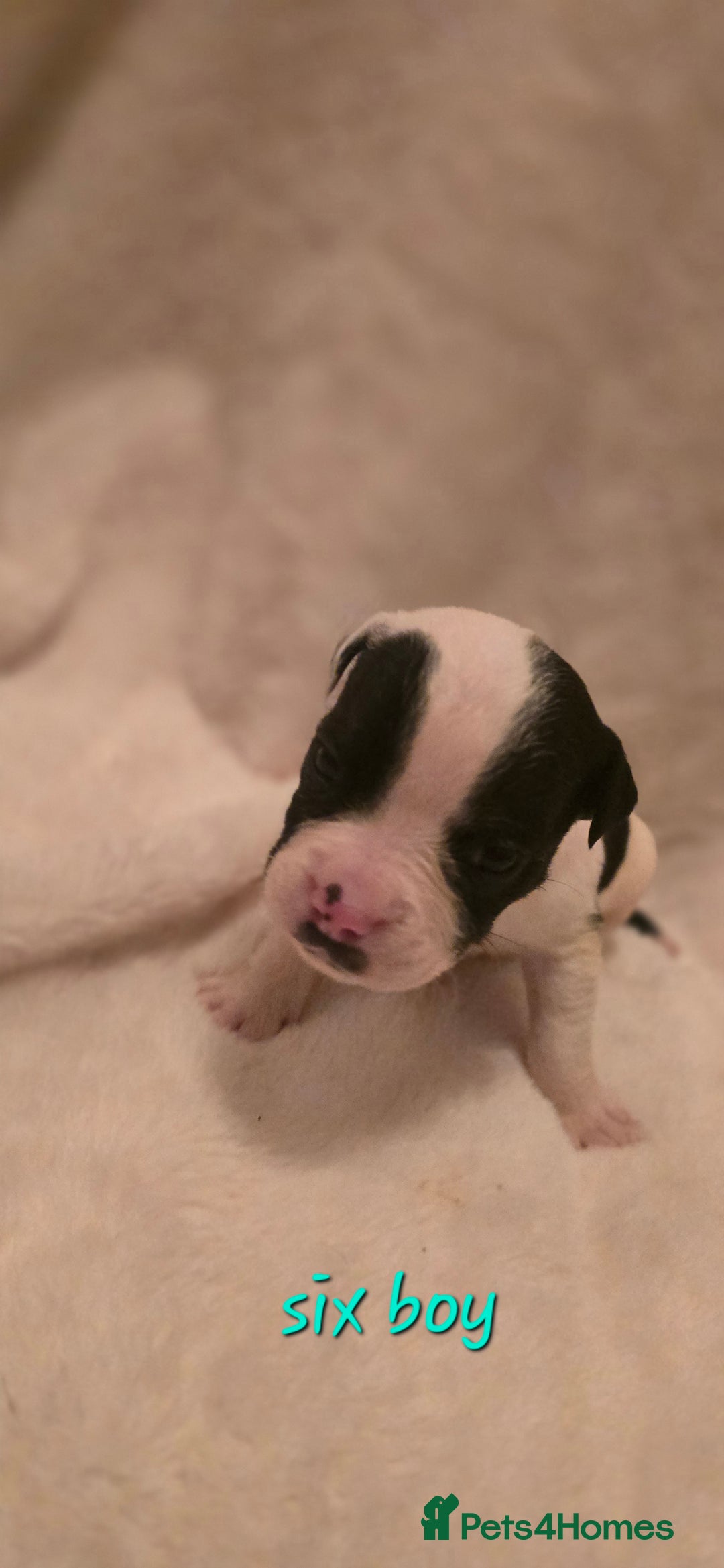 Mixed Breed dogs for sale: Olde english × staffie pups  - Advert 18