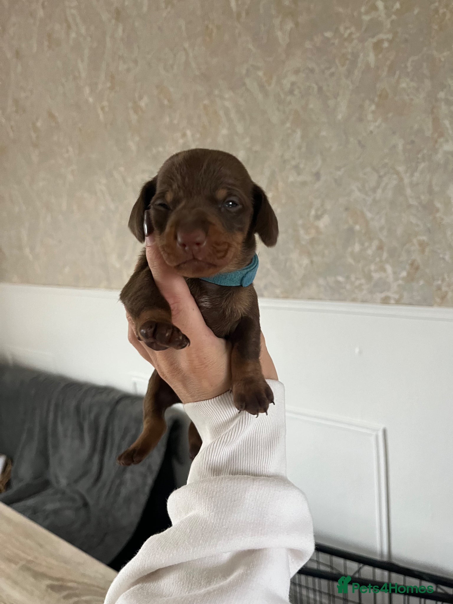 Miniature Dachshund dogs Miniture dachshund  - Advert 3