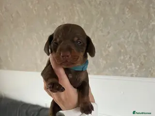 Miniature Dachshund dogs Miniture dachshund - Advert 4