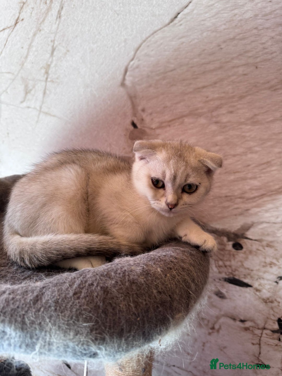 Scottish Fold cats for sale: Scottish fold kittens in hull - Image 27