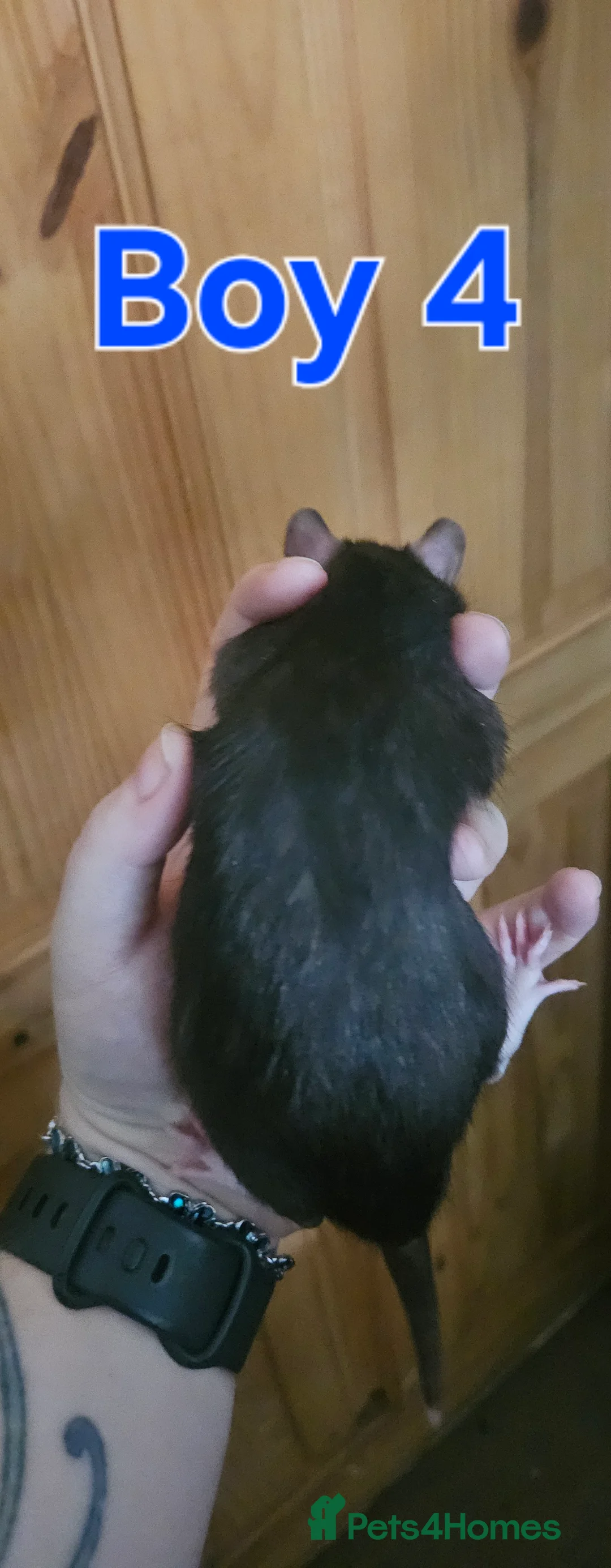 Rat rodents for sale: Baby Rats in Bradford - Advert 17