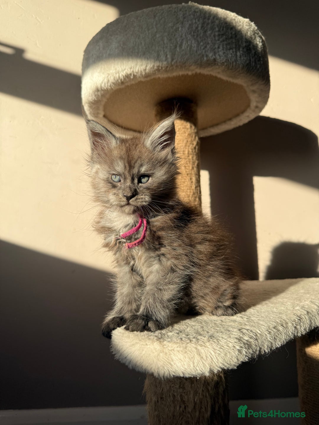 Maine Coon cats for sale: LAST Female Black Smoke Maine Coon kittens - Advert 8