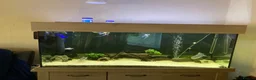 Plecos fish for sale: Aqua one 230litre tank and stand in Nuneaton - Advert 7